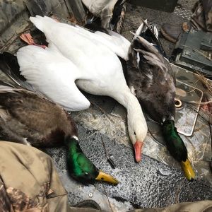 Meet your Posher, Jacob